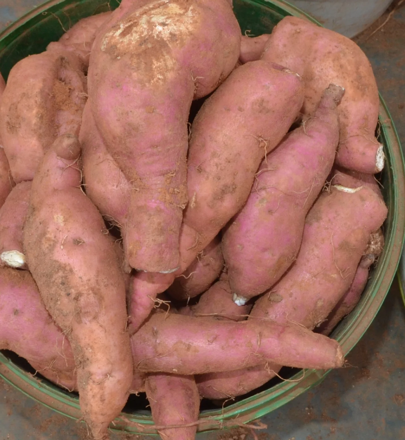 Beauregard Sweet Potato