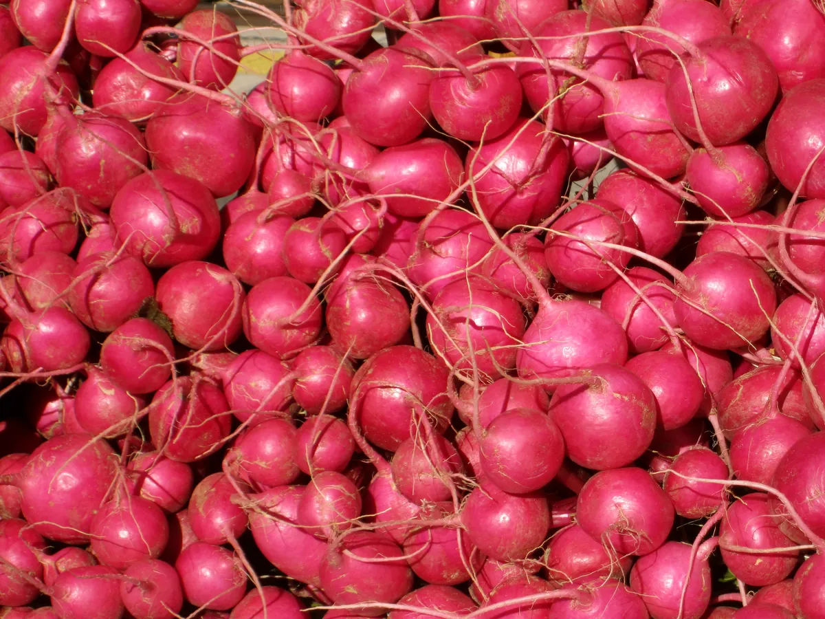 Beauty Pink Radishes