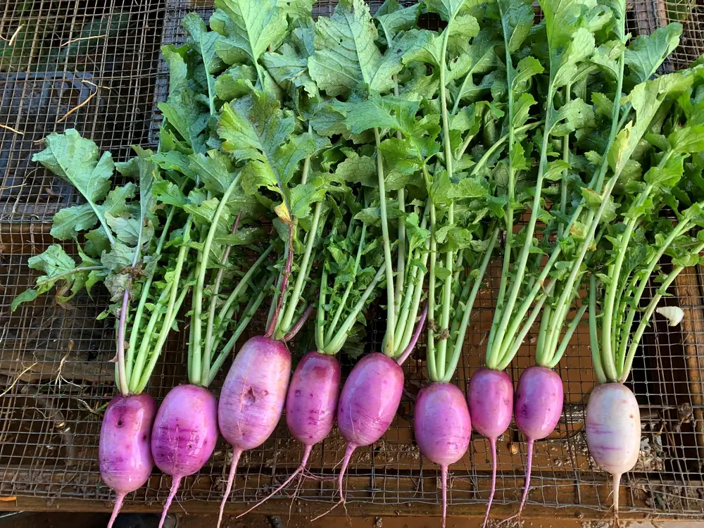 Beauty Purple Radishes