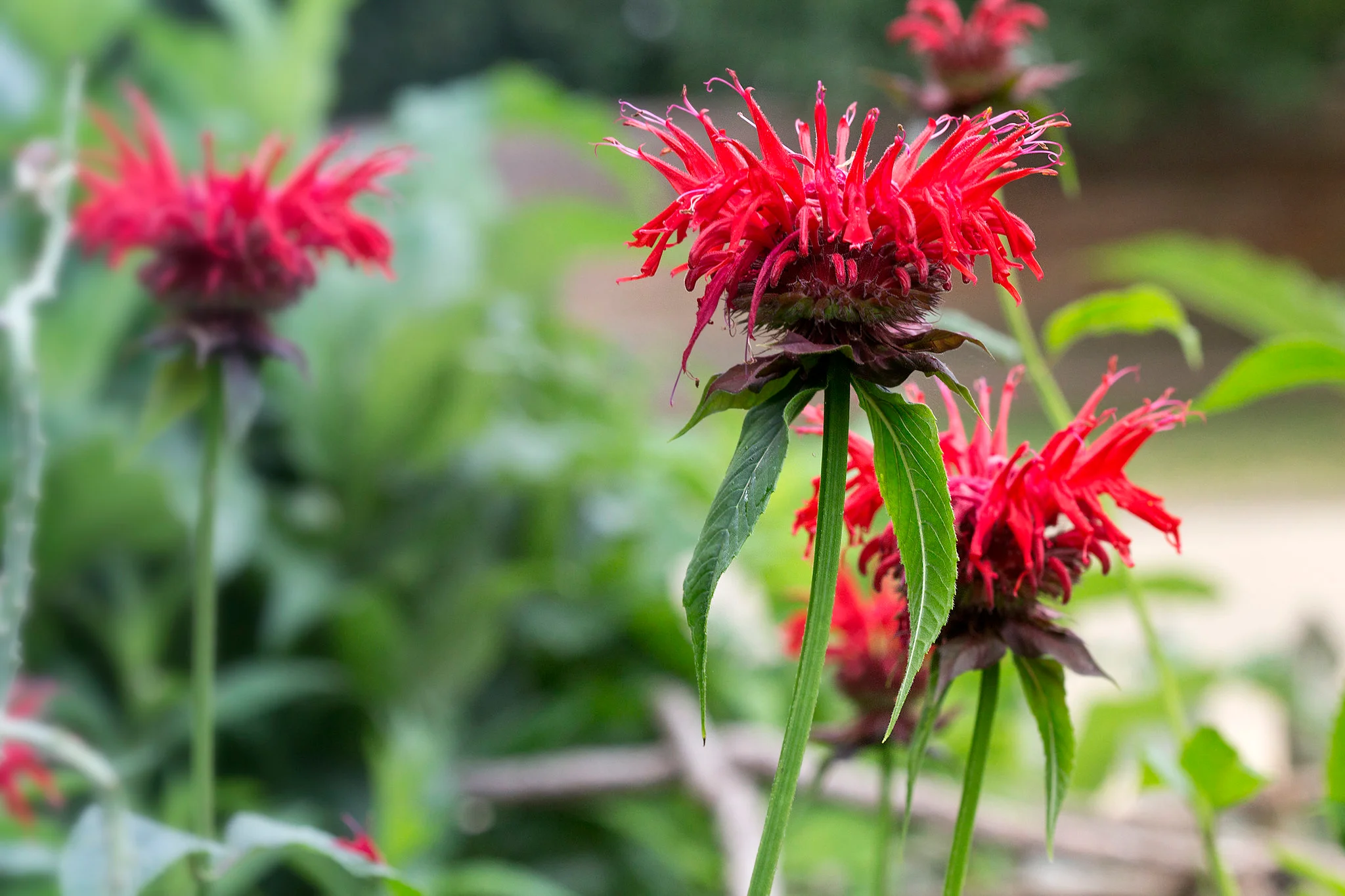 Bee Balm