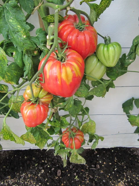 Beefsteak Tomatoes