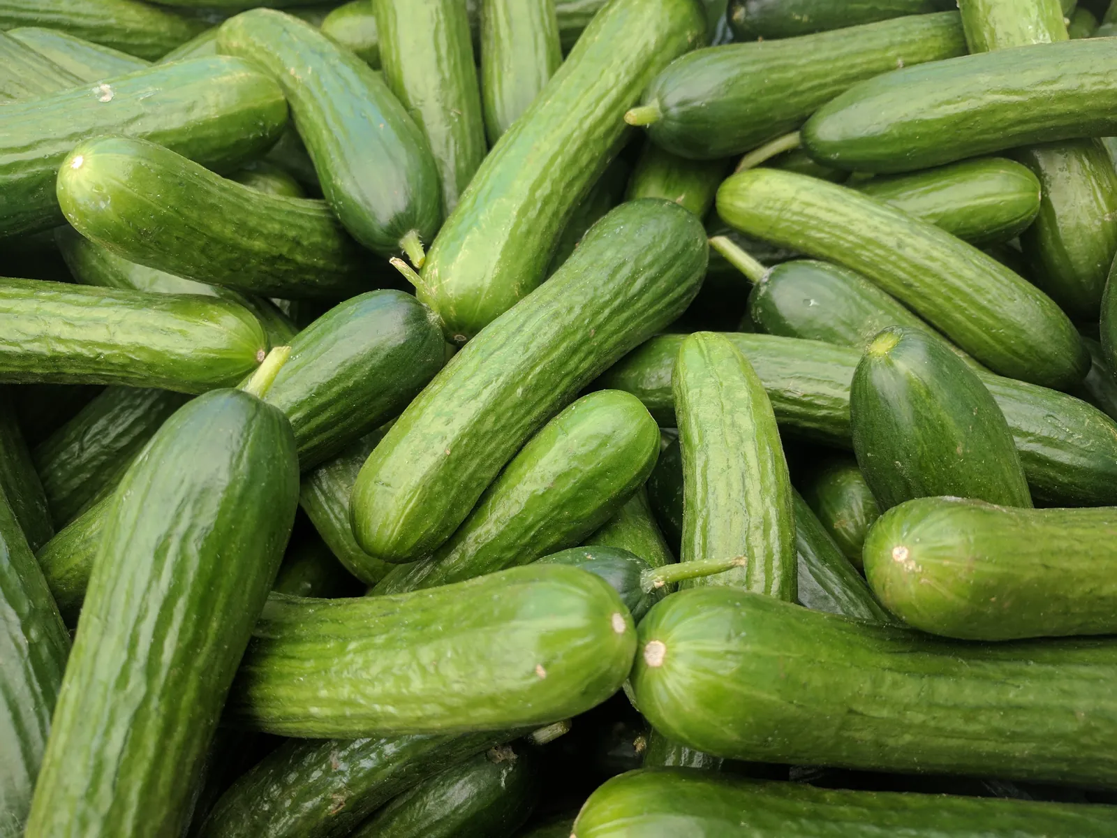 Beit Alpha Cucumbers