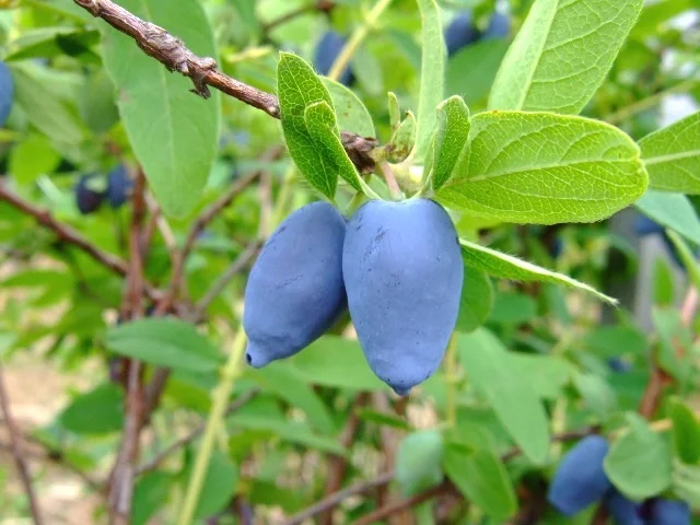 Berry Blue honeyberry shrubs