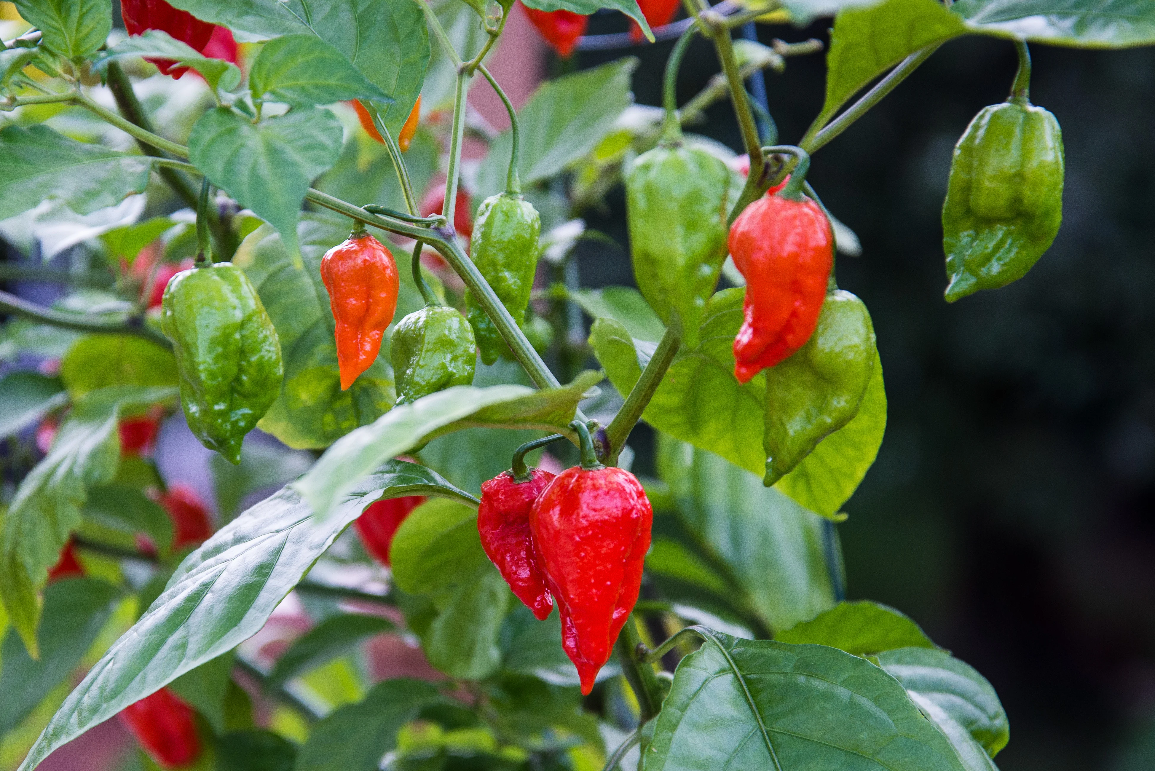 Bhut Jolokia Ghost Pepper