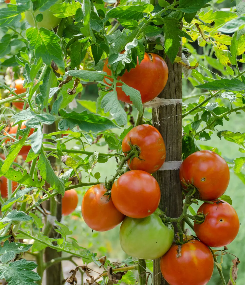 Big Beef Tomatoes