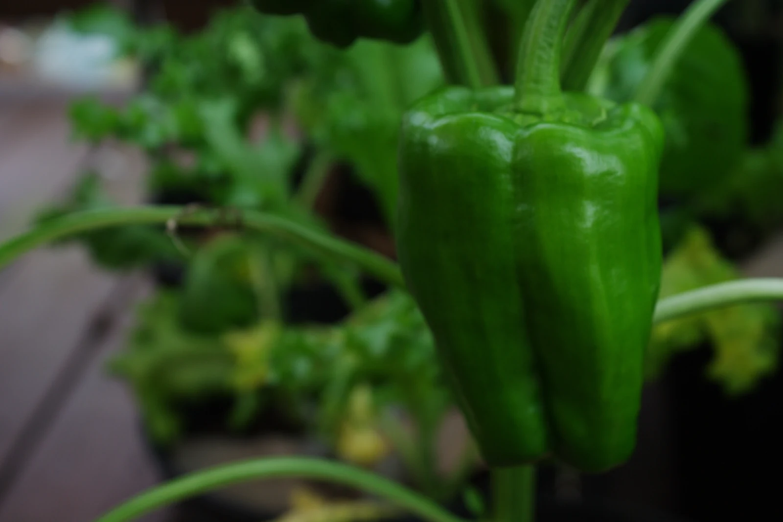 Big Bertha Peppers