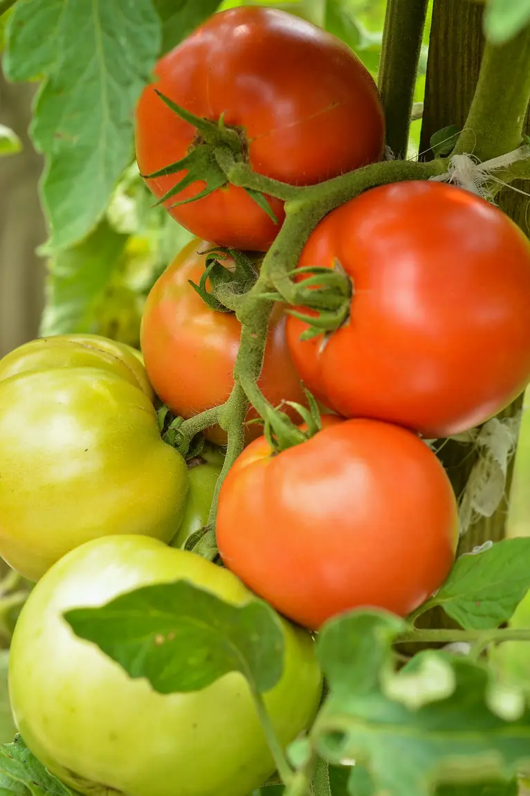 Big Boy Tomatoes