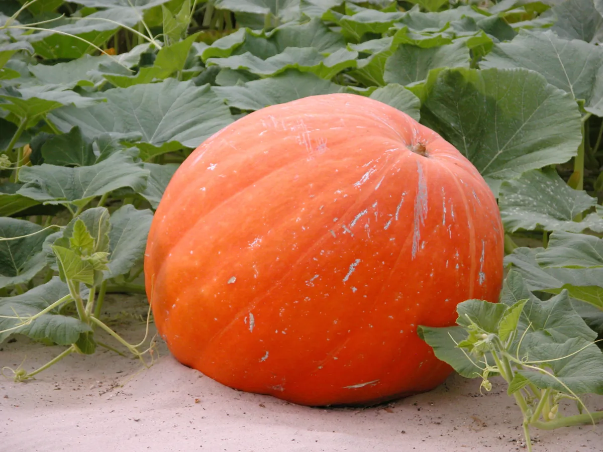 Big Max Pumpkin
