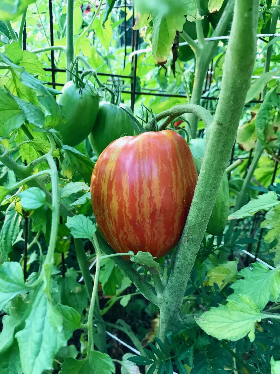 Big Rainbow Tomatoes