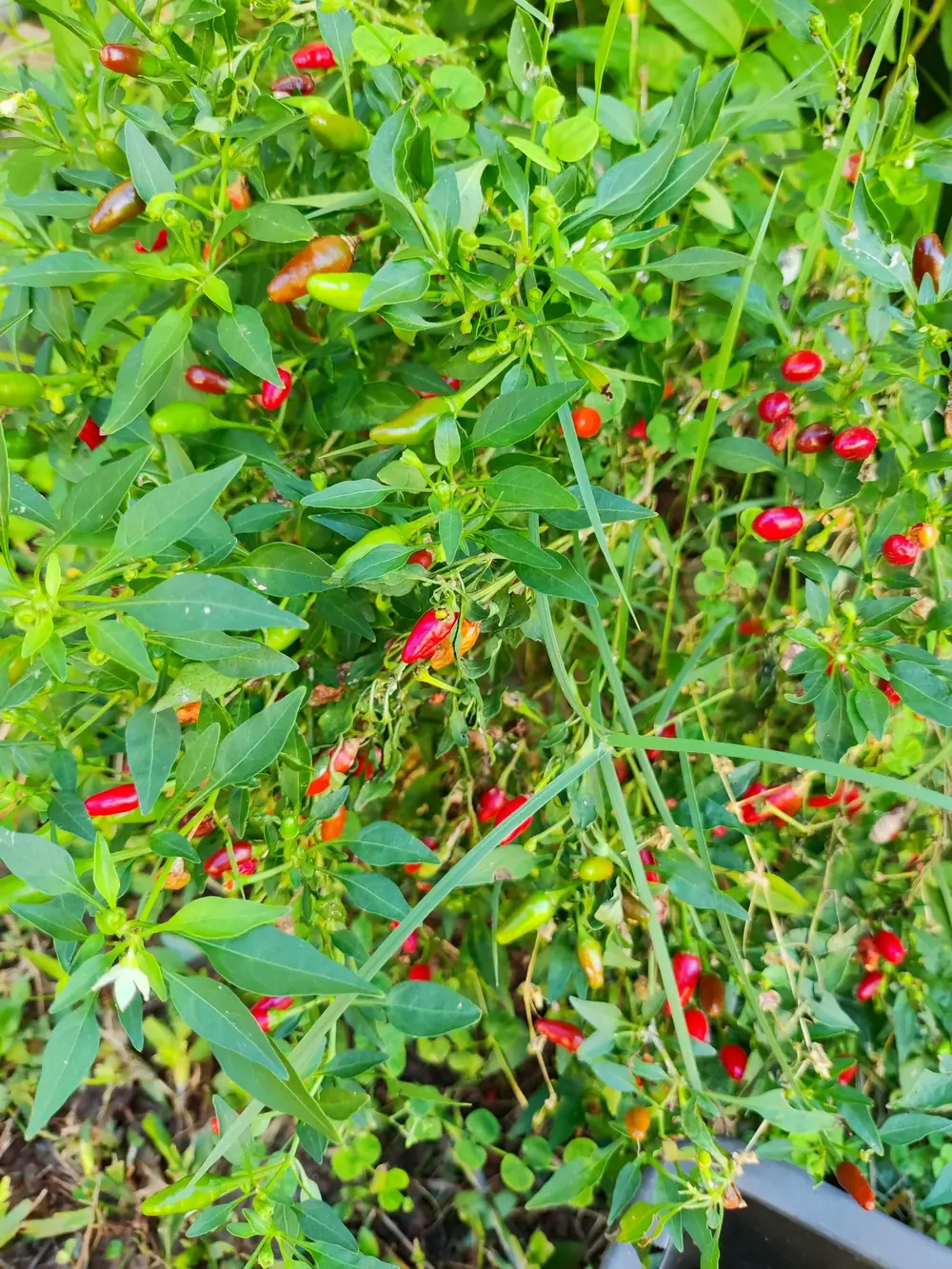 Birds Eye Hot Peppers
