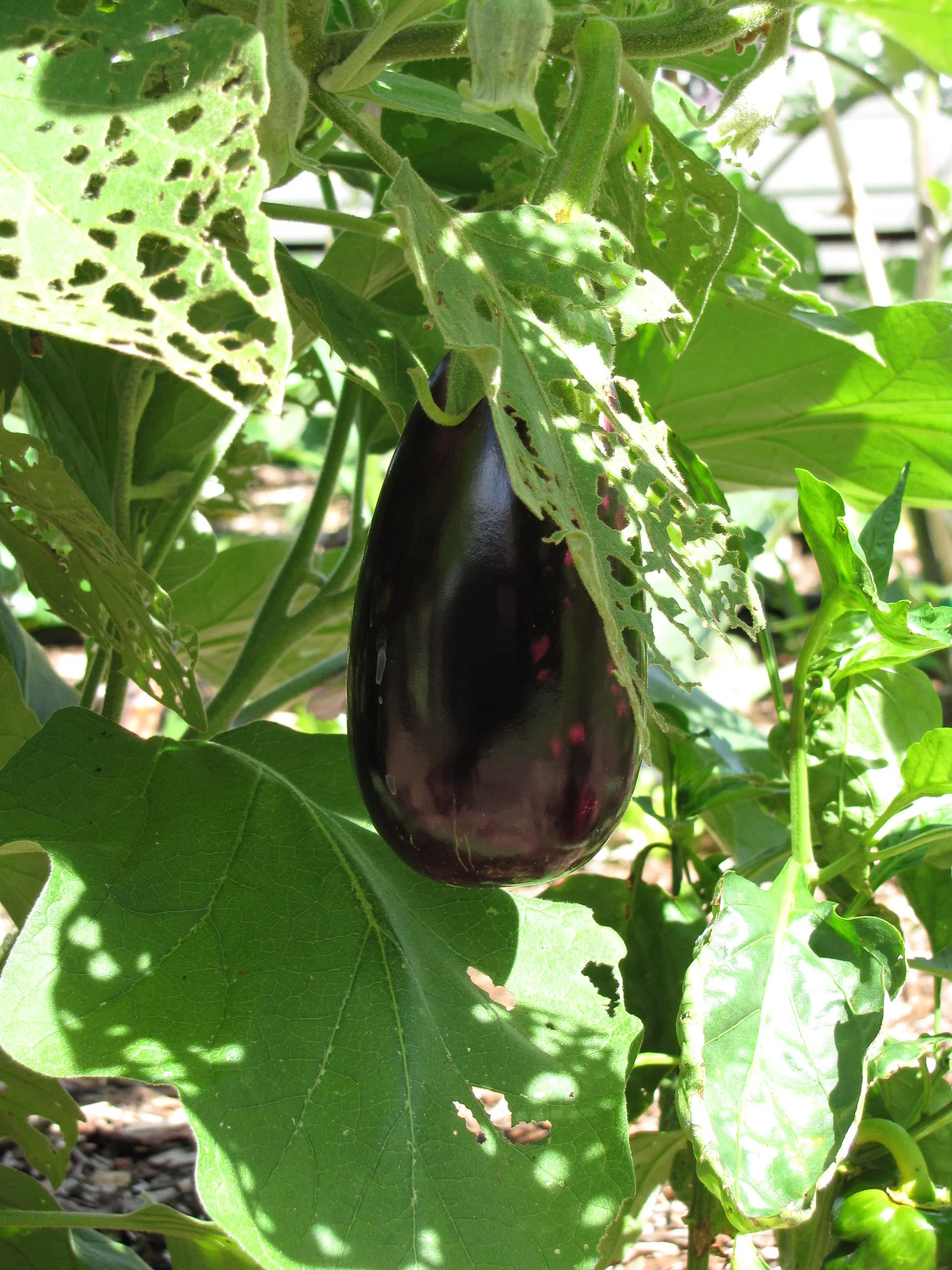 Black Beauty Eggplant