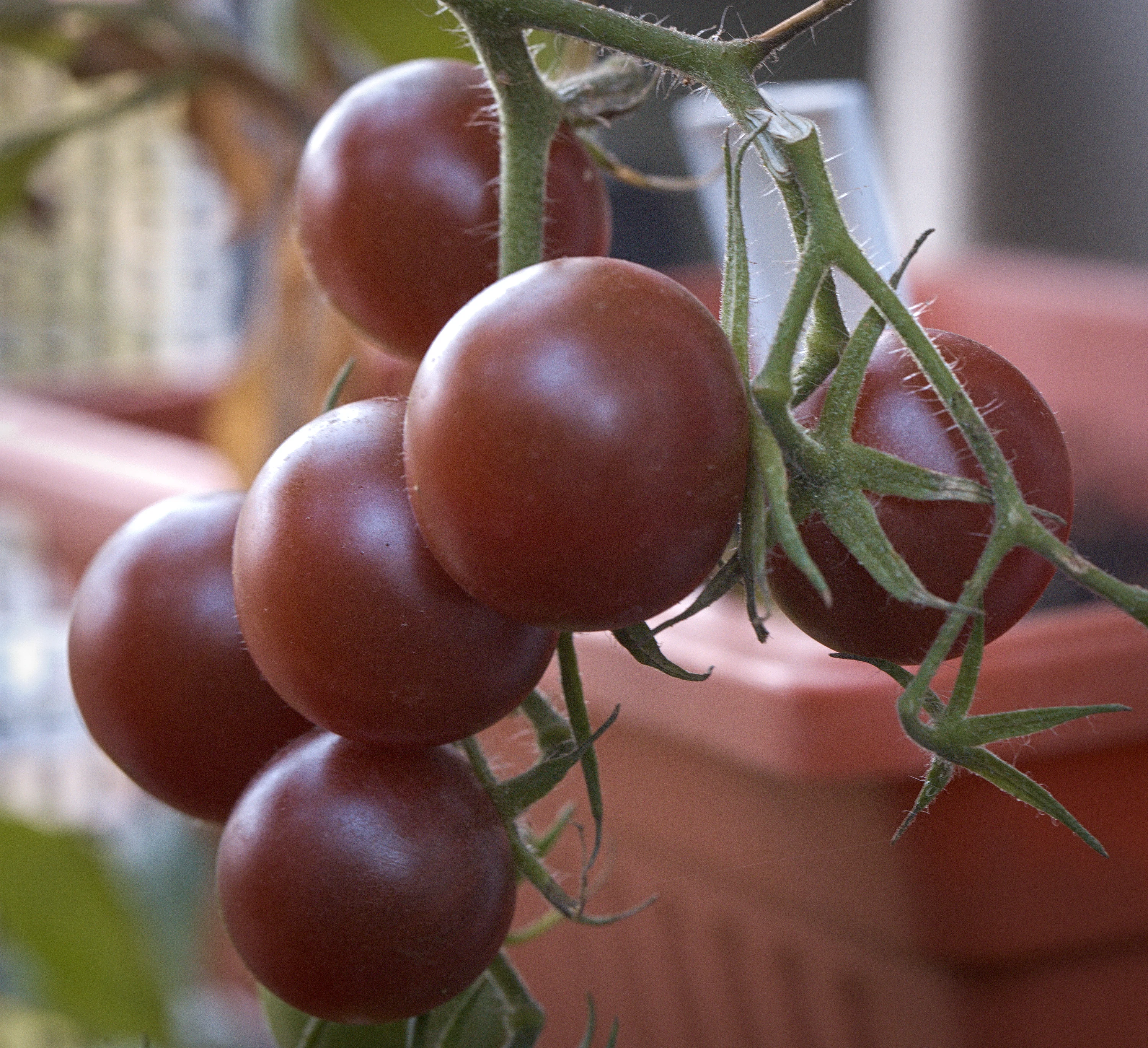 Black Cherry Tomato