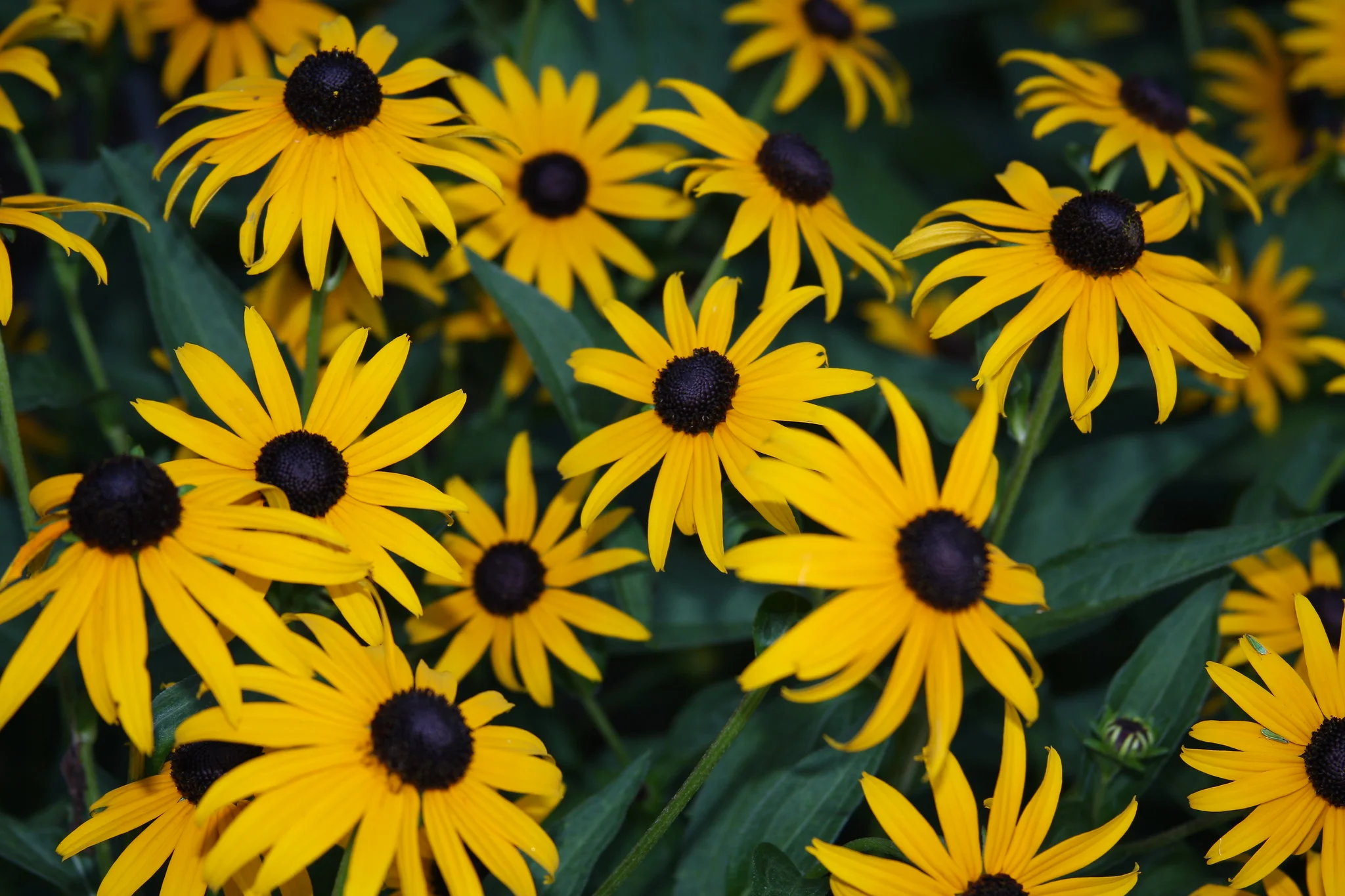 Black-Eyed Susan