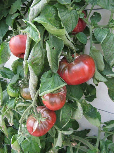 Black From Tula Tomatoes
