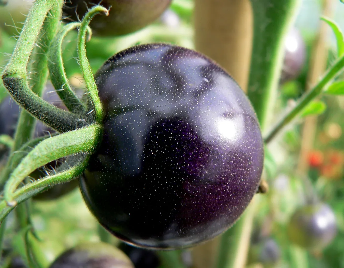 Black Pearl Tomatoes