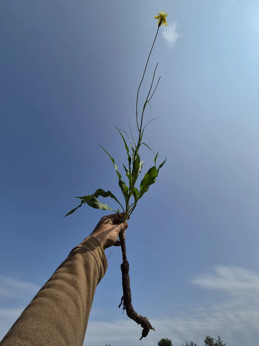 Black Salsify