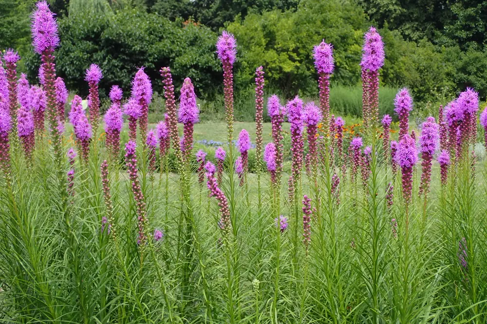 Blazing Star Flowers