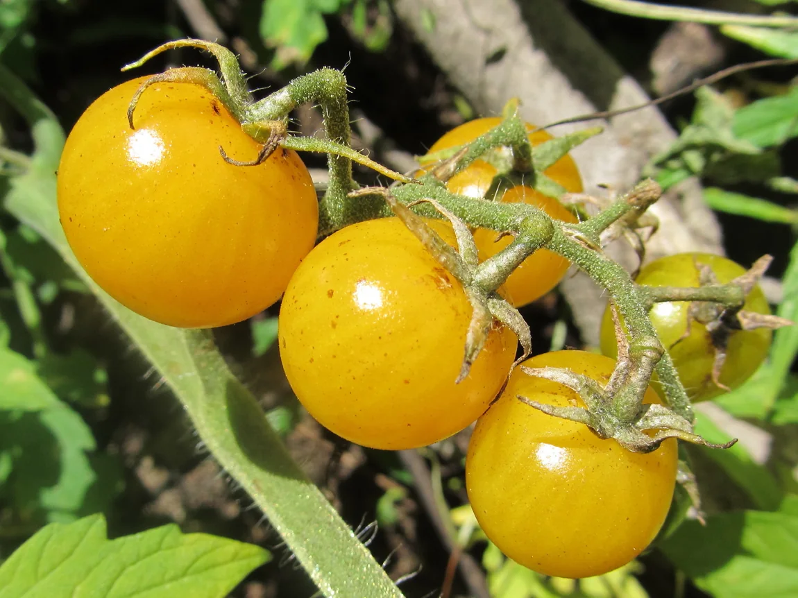 Blondkopfchen Tomatoes