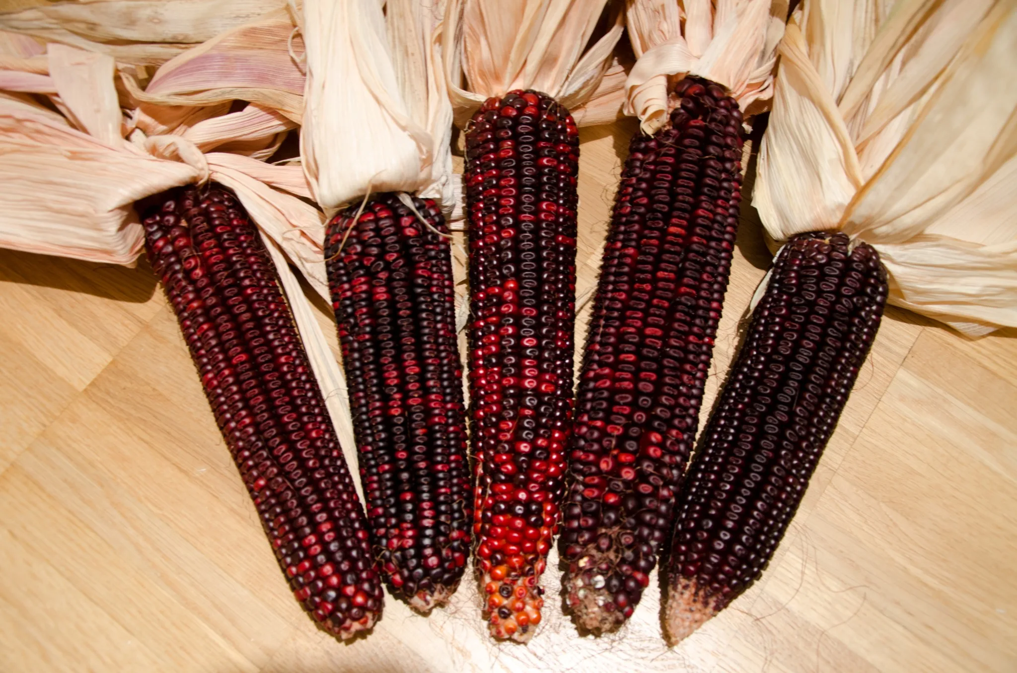 Bloody Butcher Corn