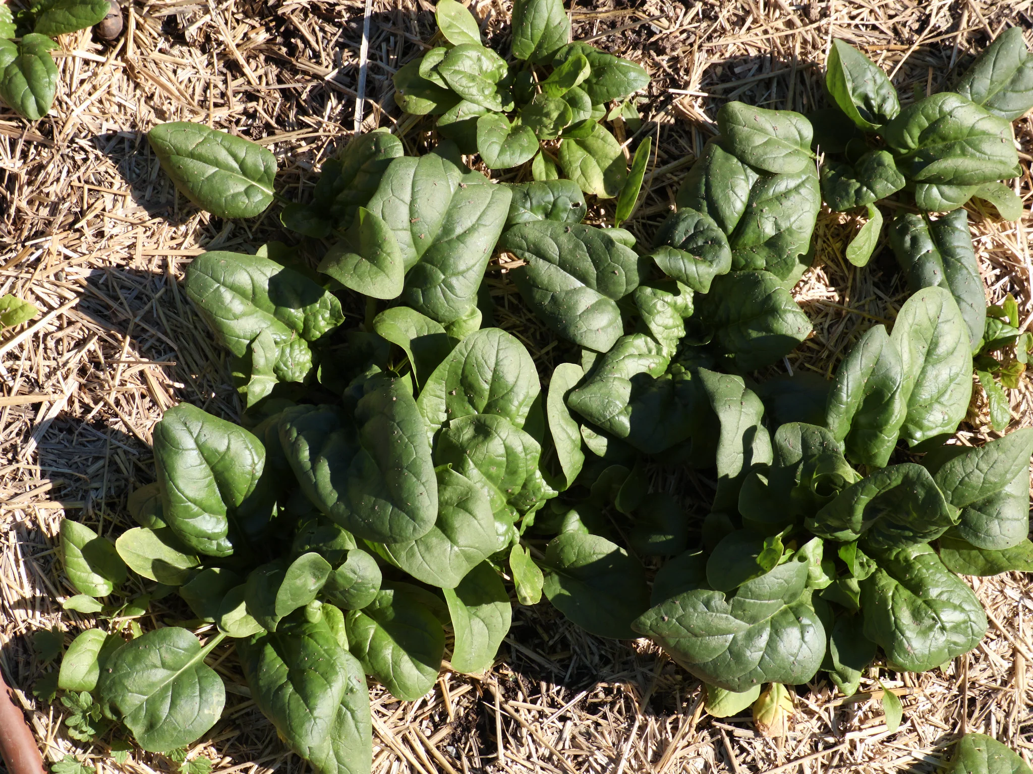 Bloomsdale Longstanding Spinach
