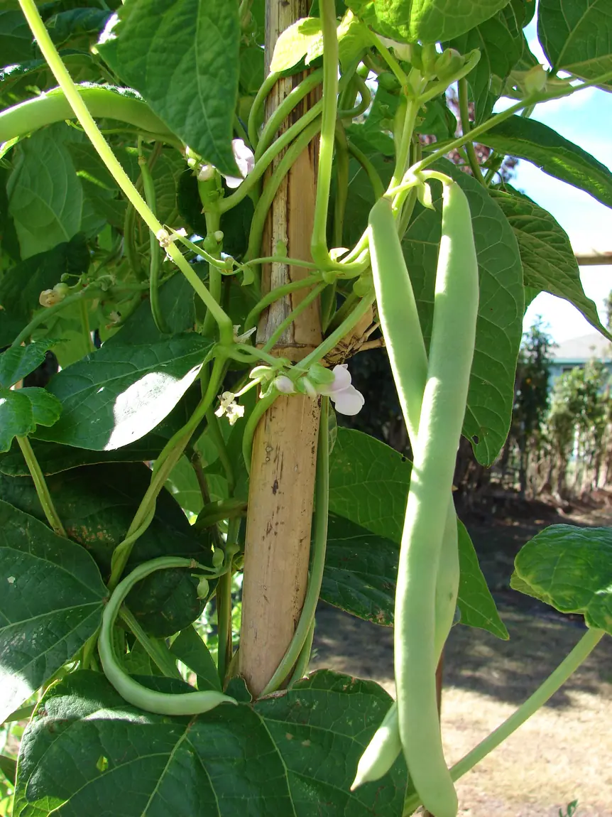 Blue Lake Pole Bean