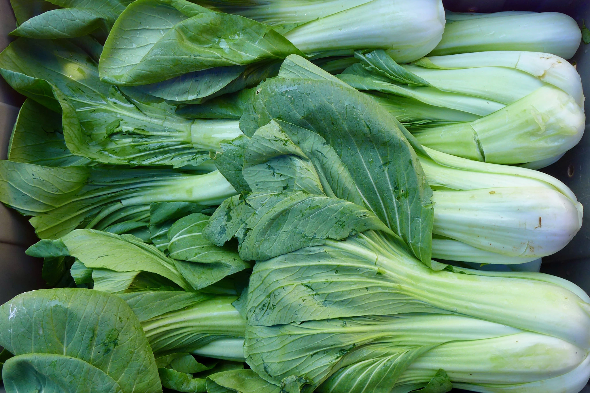 Bok Choy