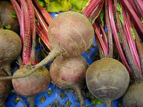 Boltardy Beets