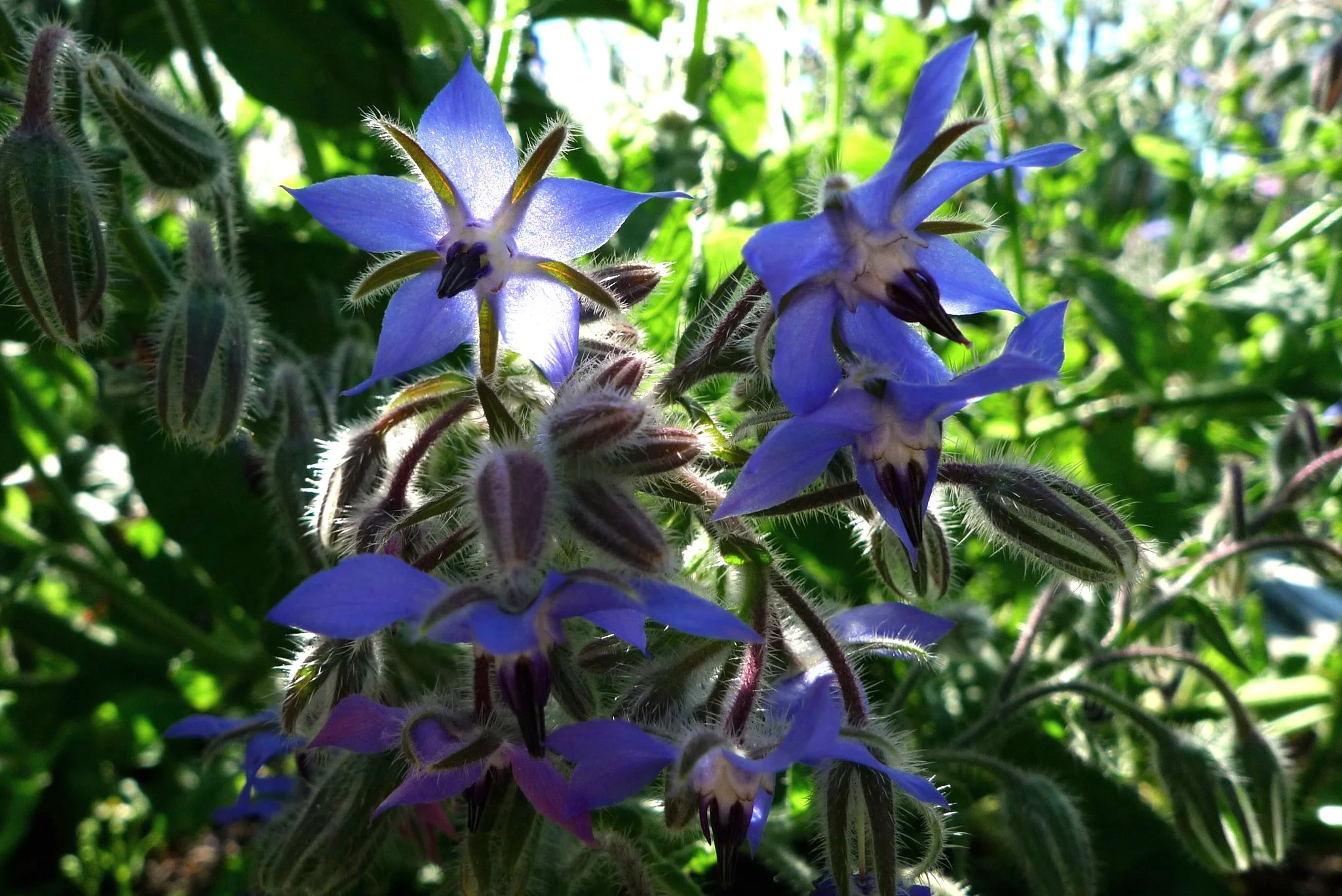 Borage
