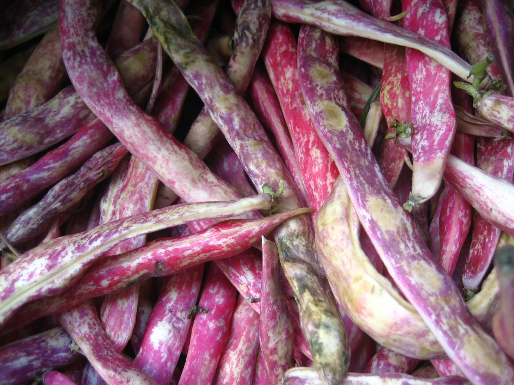 Borlotti Bush Bean