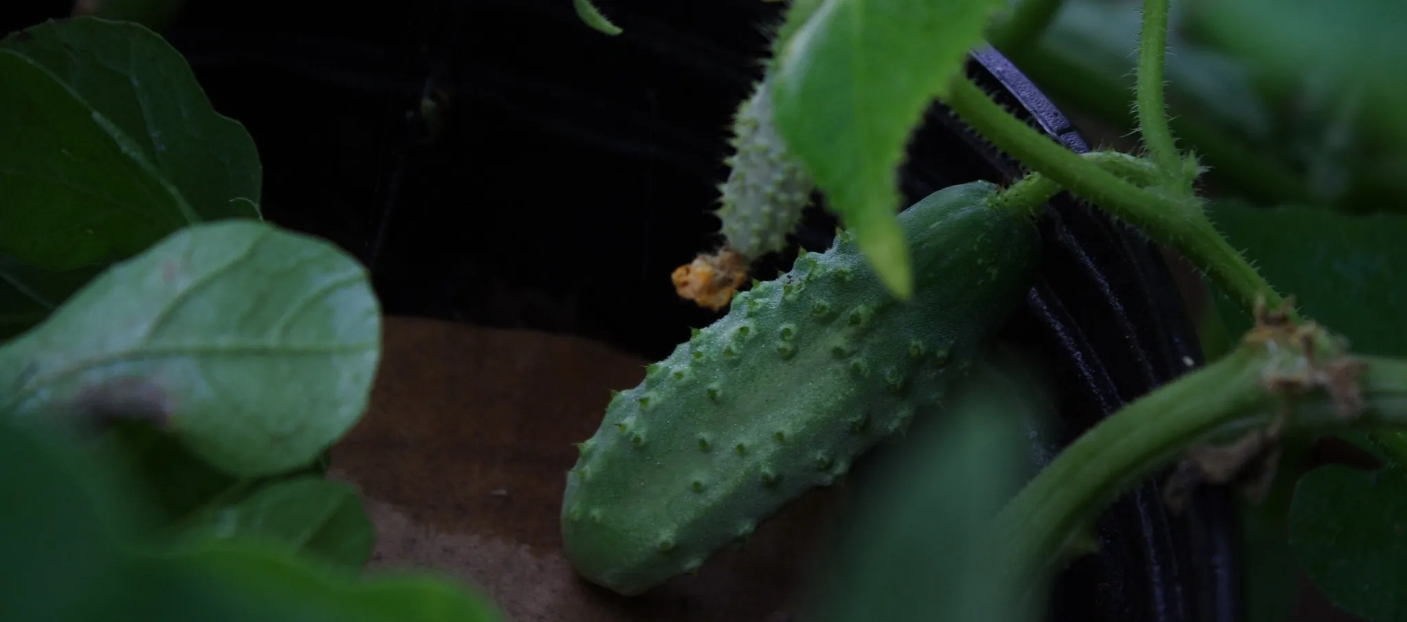 Boston Pickling Cucumber