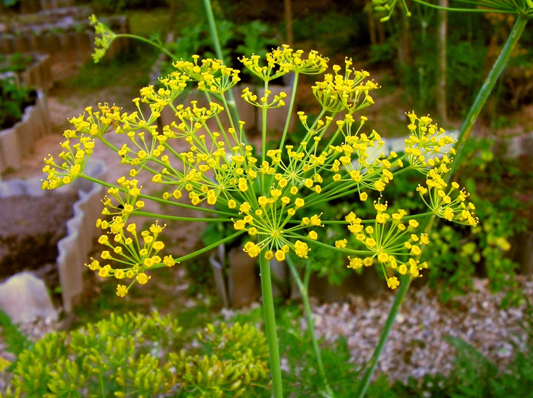 Bouquet Dill