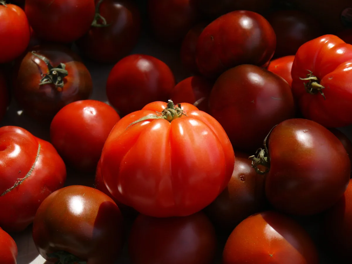 Bradley Tomatoes