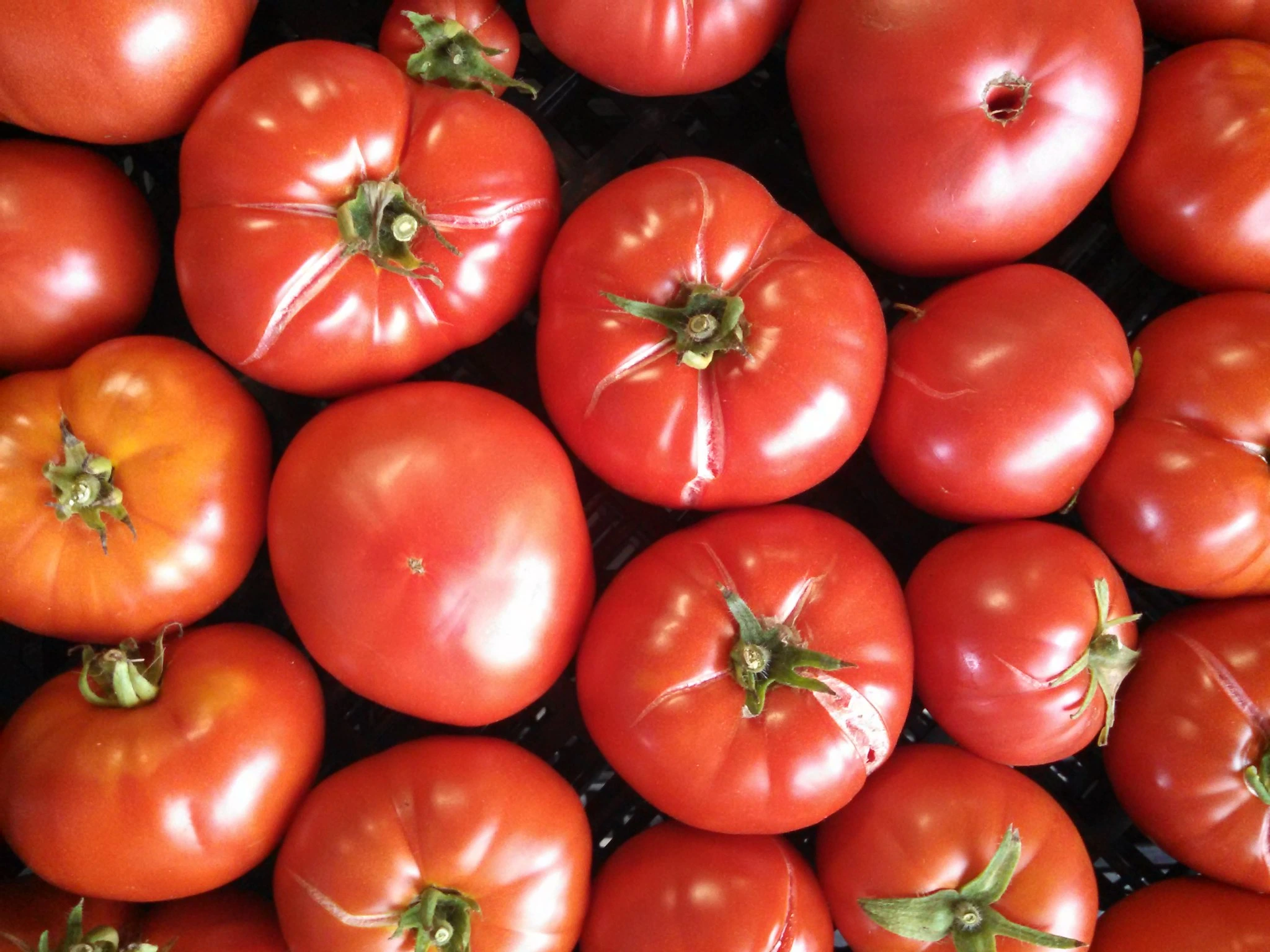 Brandywine Tomatoes