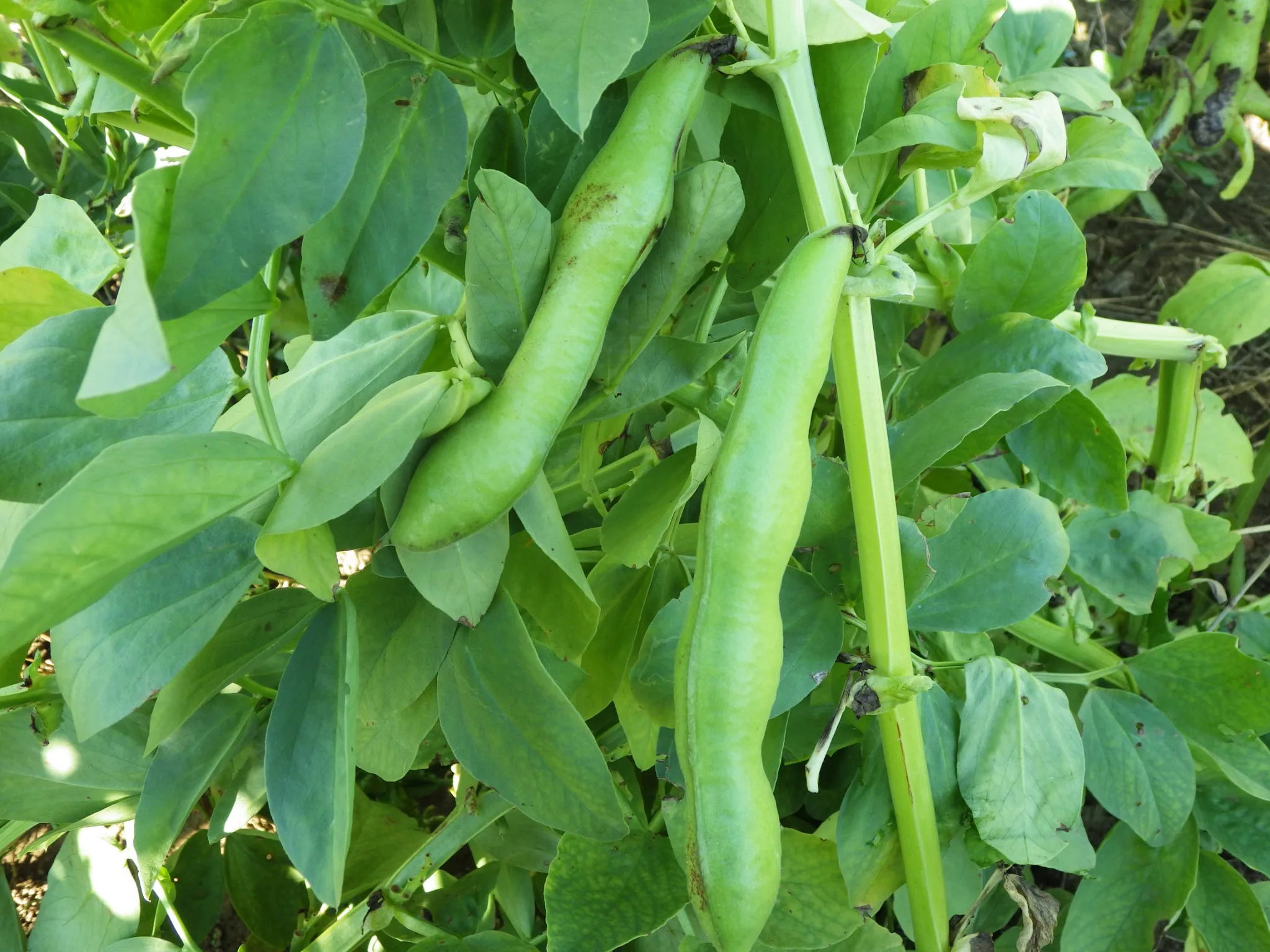Broad Windsor Fava Bean