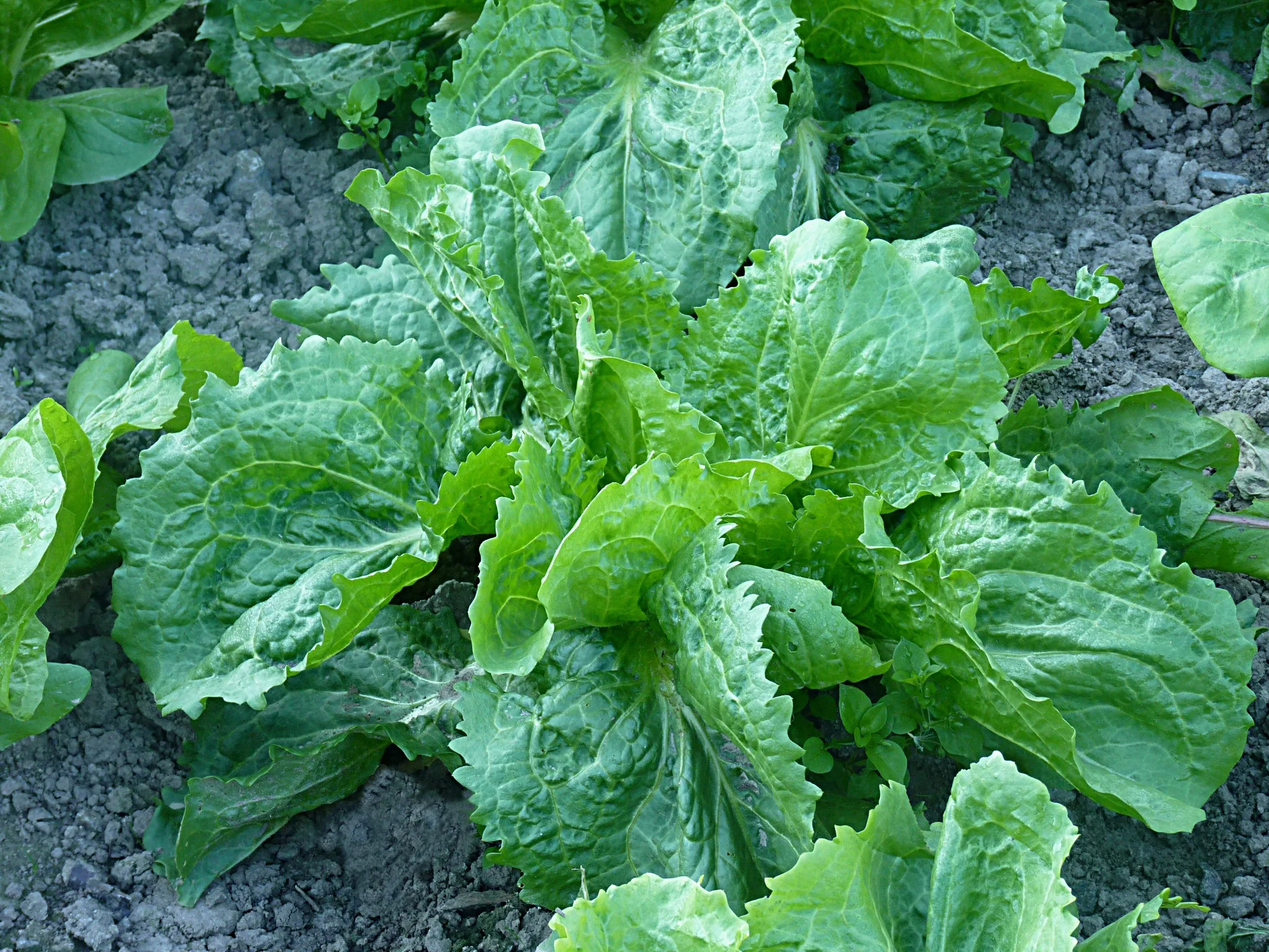 Broadleaf Classic