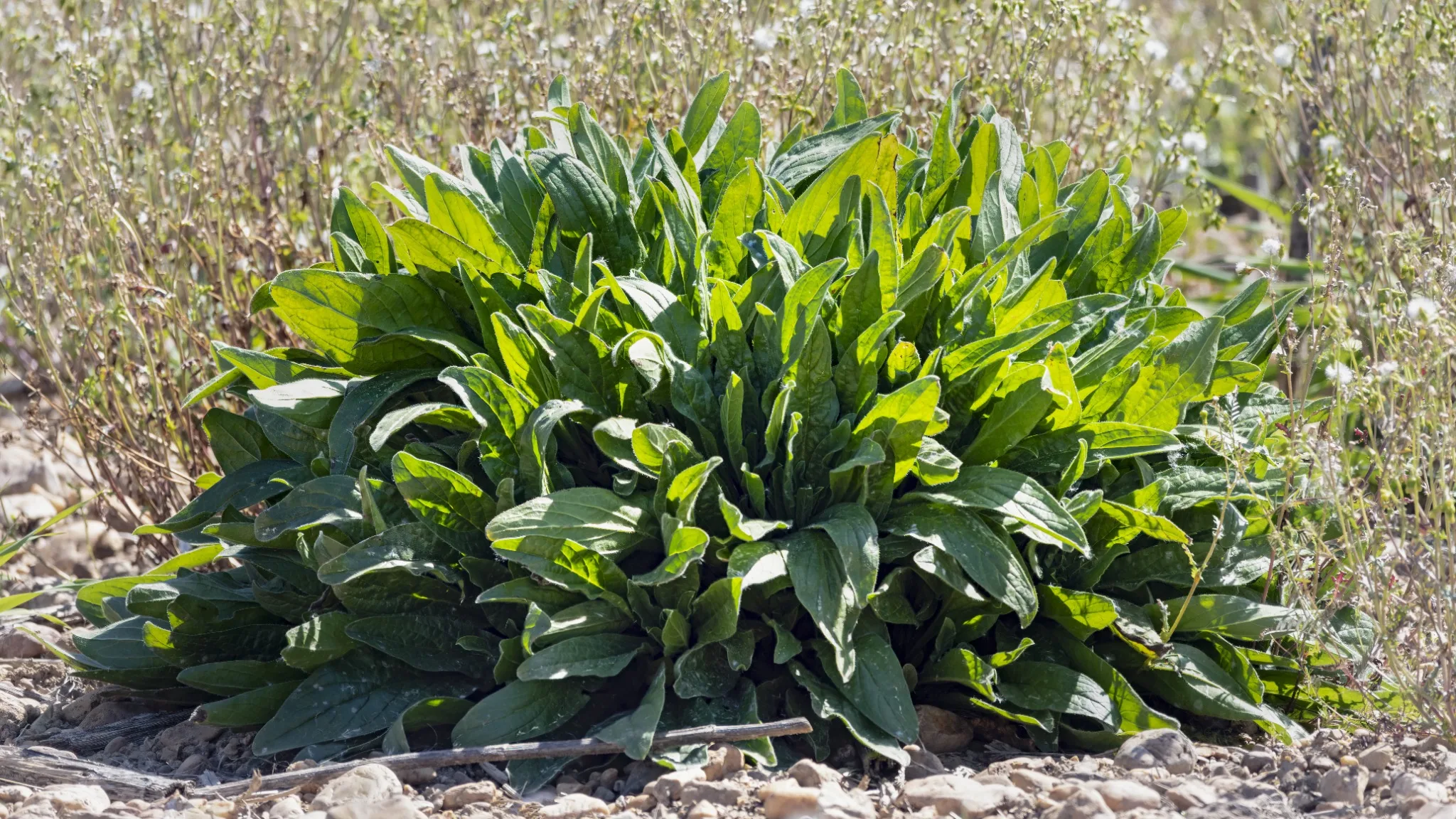 Broadleaf Sorrel