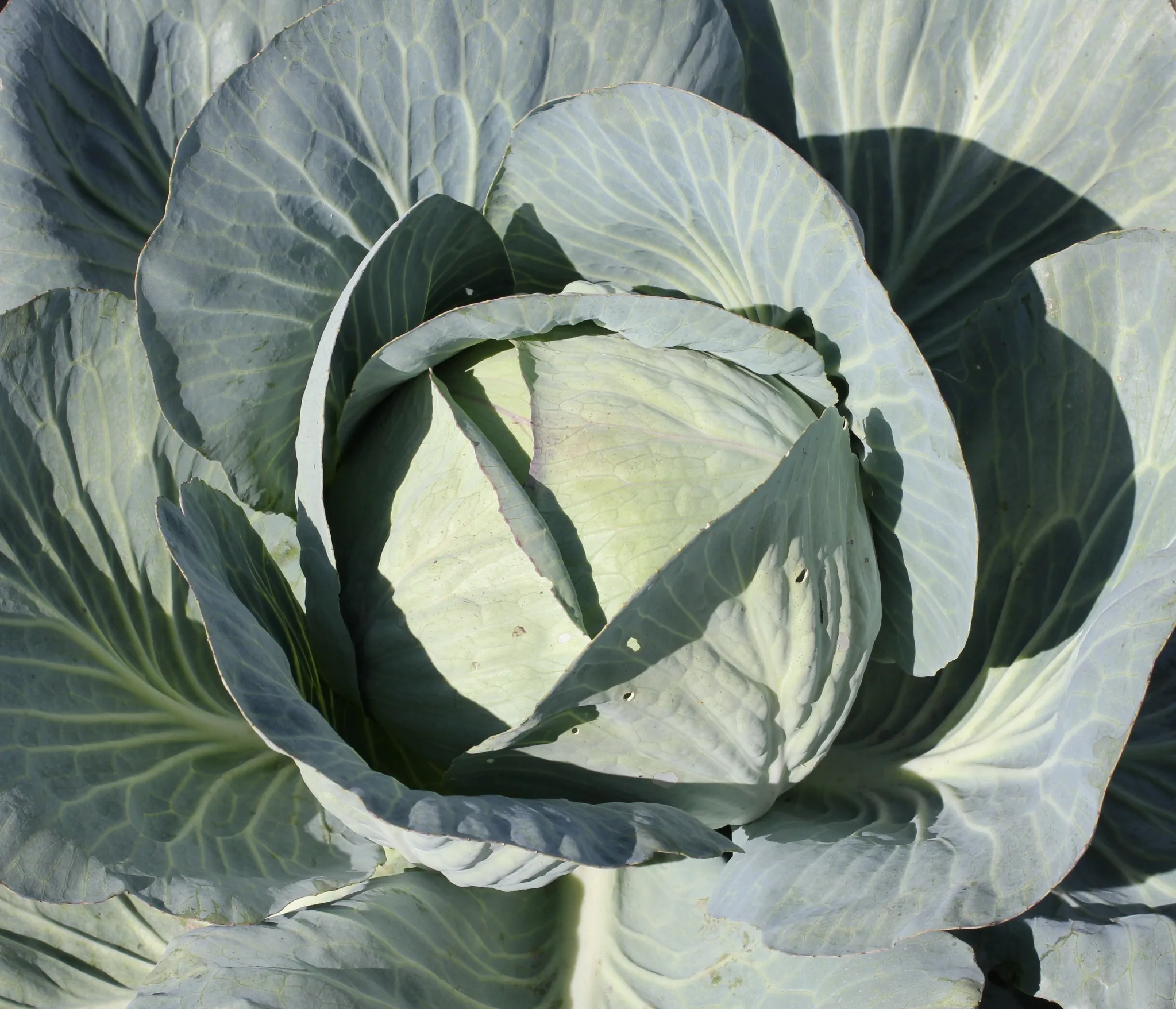 Brunswick Cabbage