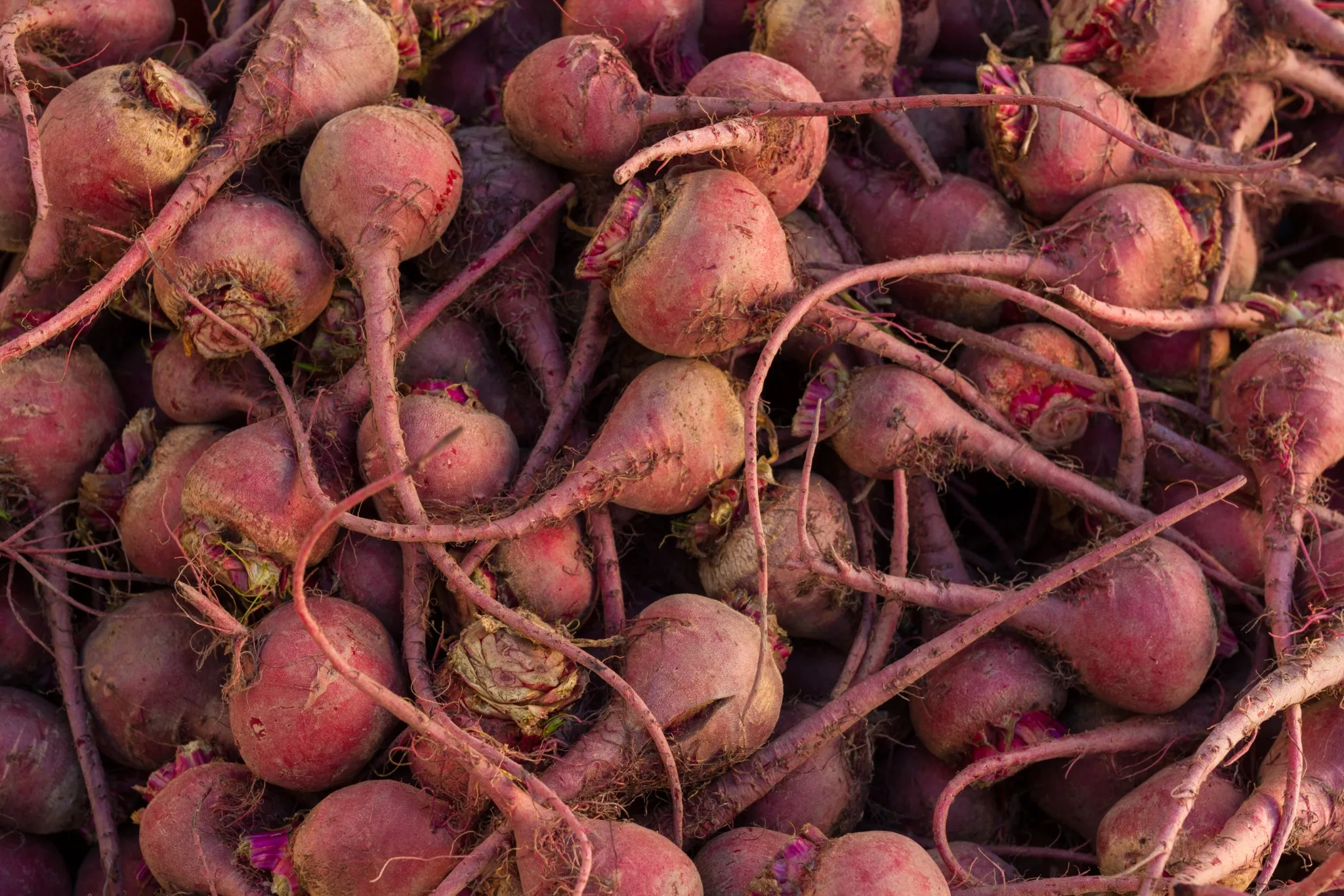 Bull's Blood Beets