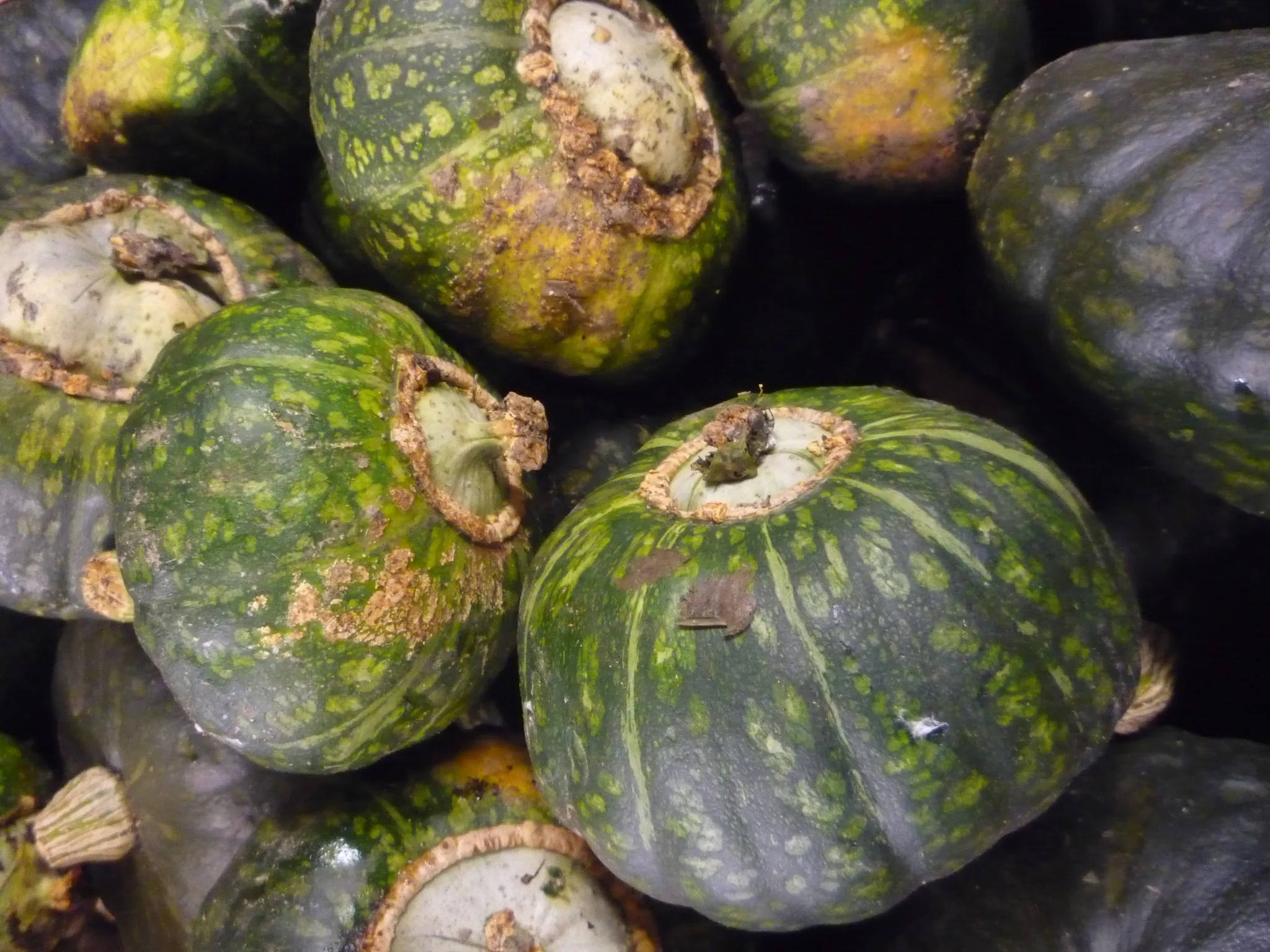 Burgess Buttercup Winter Squash