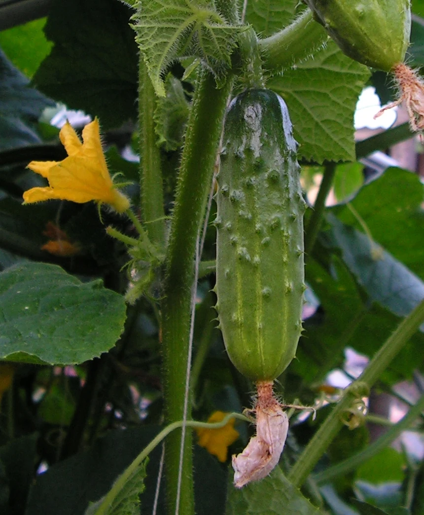Bush Pickle Cucumbers
