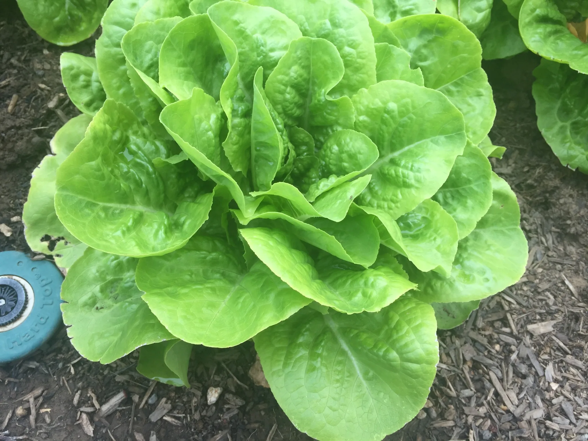 Buttercrunch