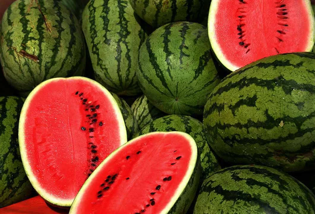 Cal Sweet Watermelon