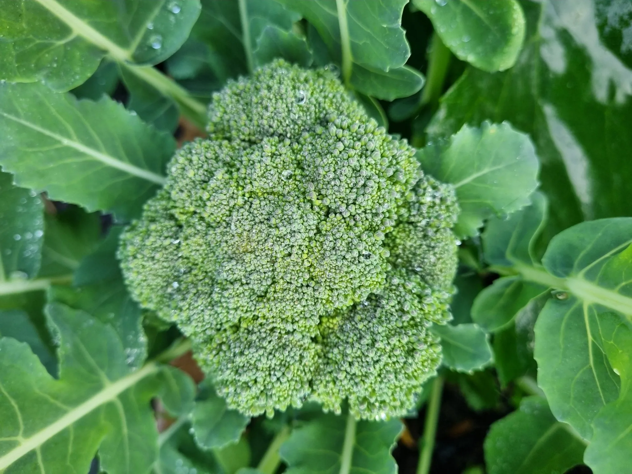Calabrese Broccoli
