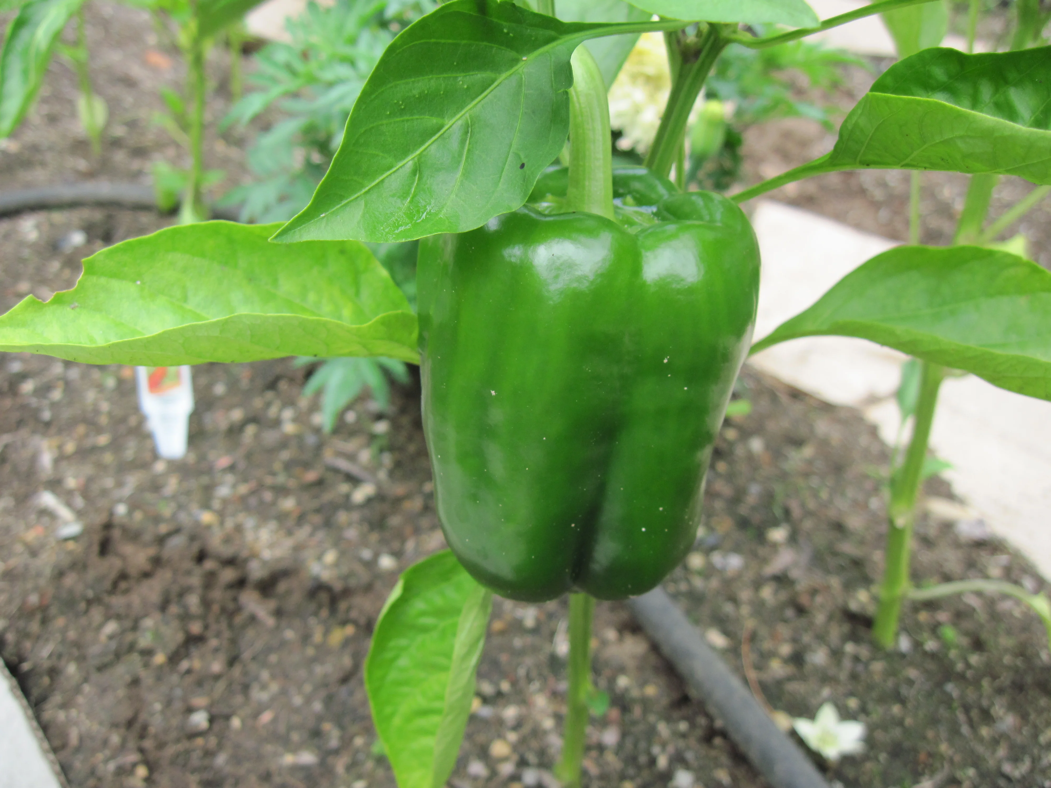 California Wonder Peppers