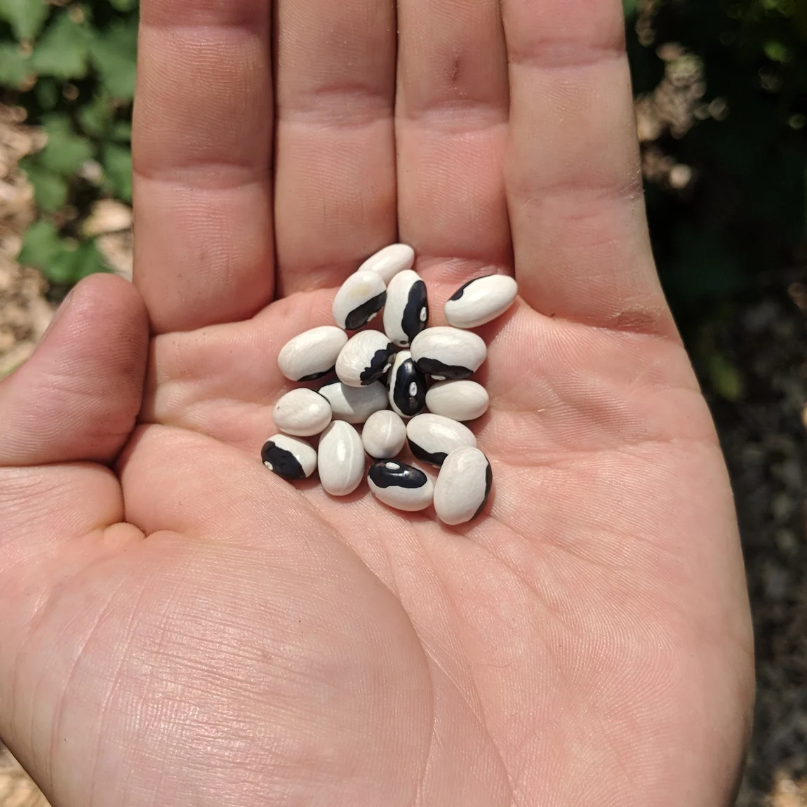 Calypso Bean