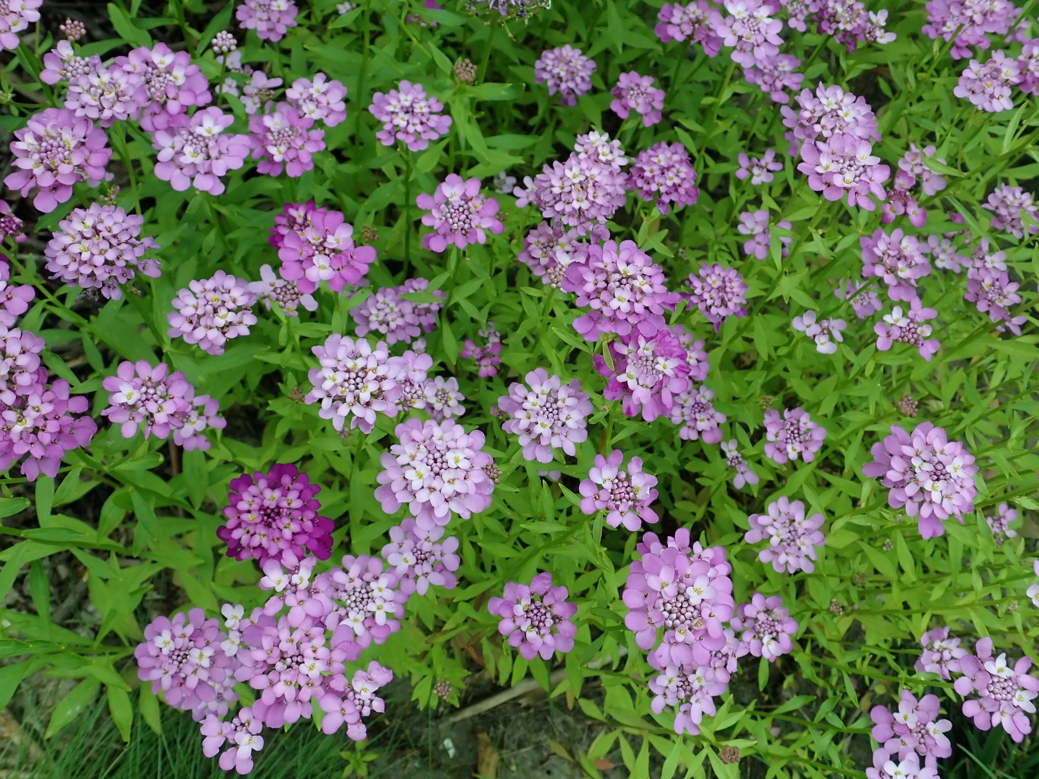 Fairy Dwarf Mix Candytuft Flowers