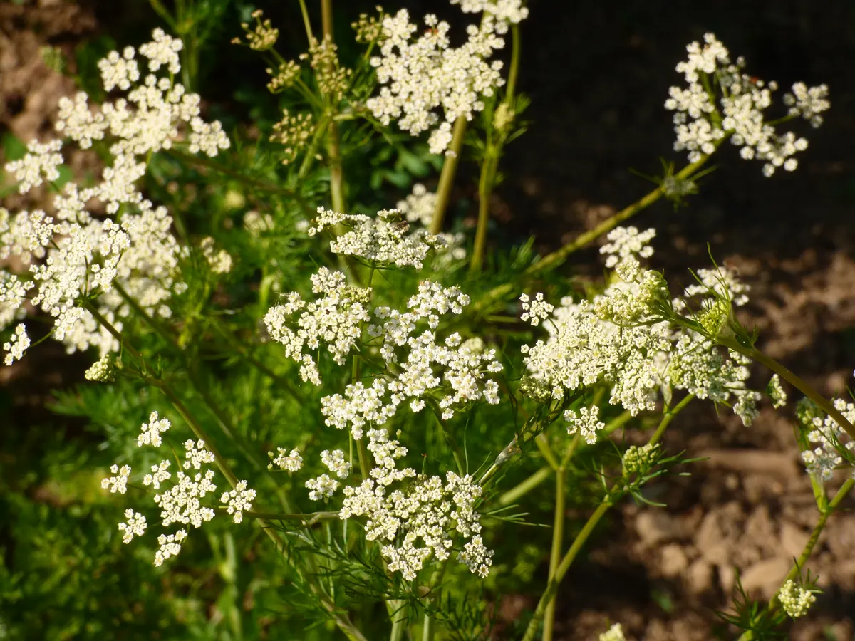 Caraway