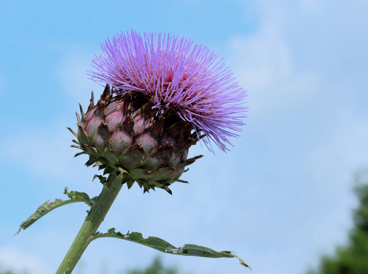 Cardoon (Purple Artichoke Thistle)
