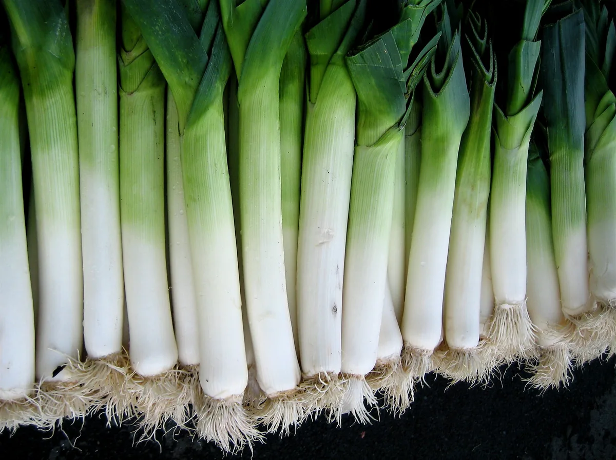 Carentan Leeks
