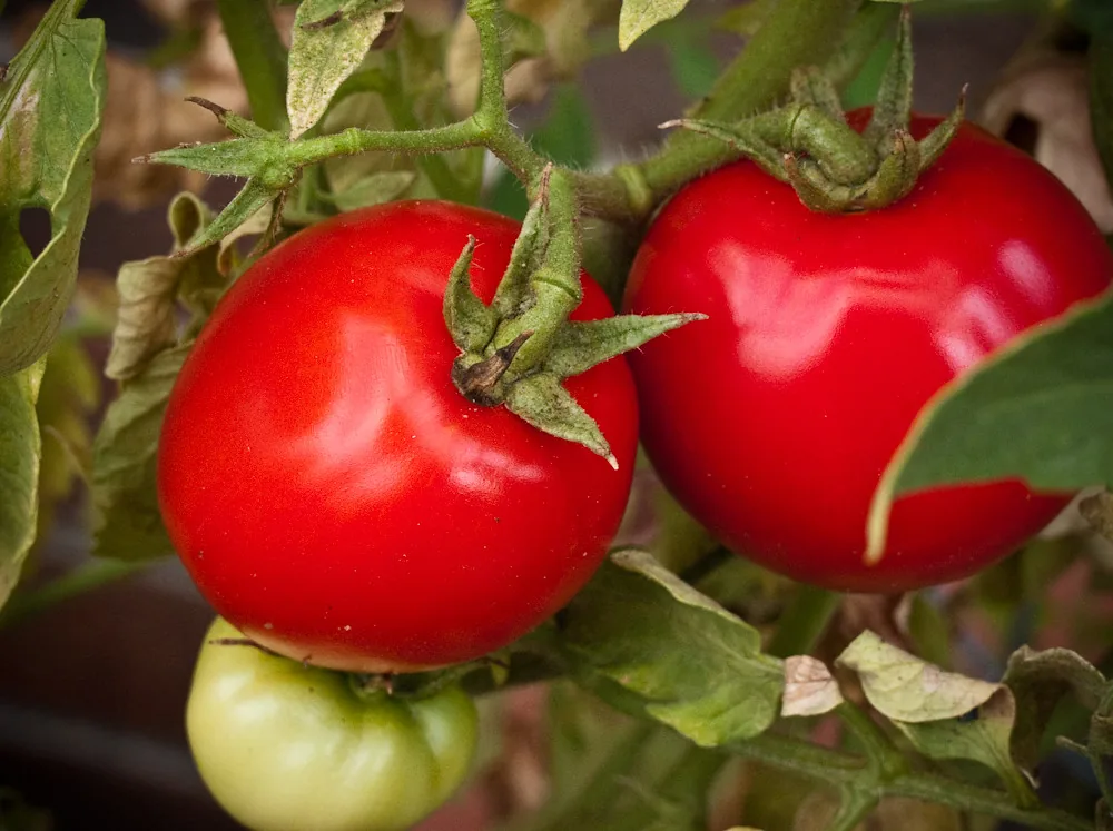 Caribe Tomatoes